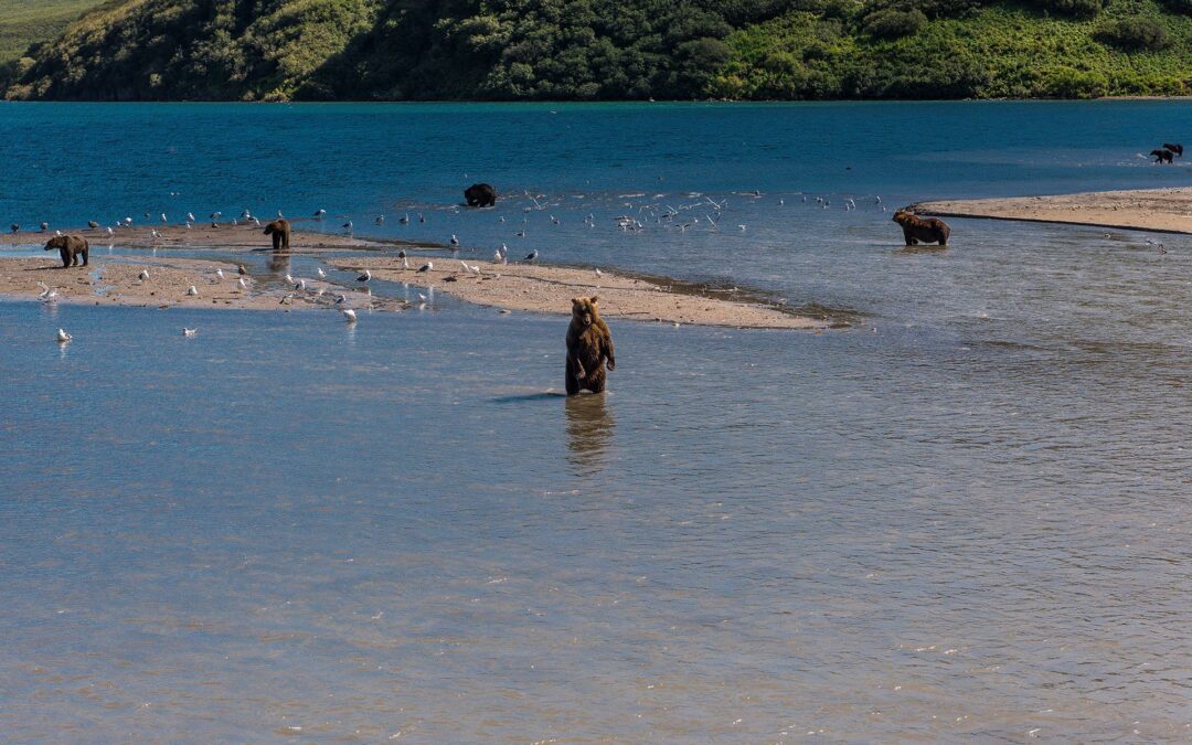 The wilderness of Kamchatka